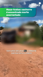 Conteúdo sensível | O cachorro “Branquinho” foi encontrado sem vida, pendurado próximo ao muro de uma casa no Jardim Noroeste, em Campo Grande, no início da tarde desta sexta-feira (30).