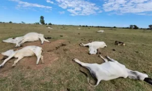 Queda na temperatura já matou 74 bovinos em propriedades ruraisProdutores receberam alerta da Iagro para reforçar alimentação e abrigo do rebanho.