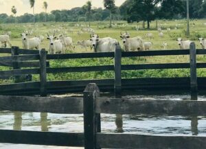 TERRA NO PANTANAL VALE ATÉ 31 VEZES MENOS QUE ÁREA AGRÍCOLA EM MS