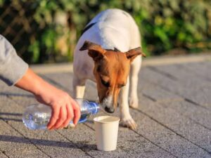 Câmara de Rio Brilhante realiza Audiência Pública para debater a proteção e o bem-estar animal